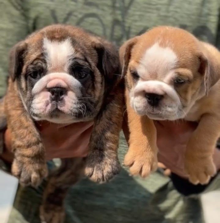Purchase KCI Registered English Bulldog Puppy from Vizag
